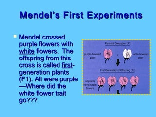 Mendel’s First Experiments

   Mendel crossed
    purple flowers with
    white flowers. The
    offspring from this
    cross is called first-
    generation plants
    (F1). All were purple
    —Where did the
    white flower trait
    go???
 