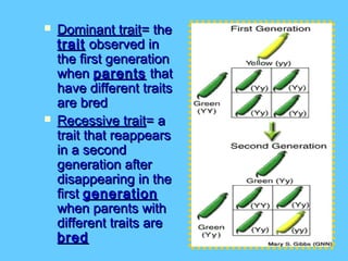    Dominant trait= the
    trait observed in
    the first generation
    when parents that
    have different traits
    are bred
   Recessive trait= a
    trait that reappears
    in a second
    generation after
    disappearing in the
    first generation
    when parents with
    different traits are
    bred
 