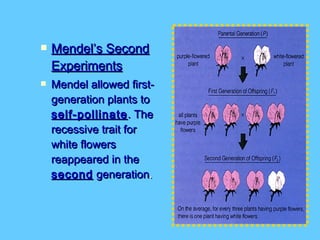    Mendel’s Second
    Experiments
   Mendel allowed first-
    generation plants to
    self-pollinate . The
    recessive trait for
    white flowers
    reappeared in the
    second generation.
 