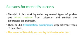Reasons for mendel’s success
• Mendel did his work by collecting several types of garden
pea Pisum sativum from salesman and studied the
differences among them.
• Then he did hybridization experiments with different types
of pea plants.
• The secret of Mendel’s success lay in his wise selection.
 