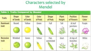 Characters selected by
Mendel
 