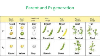 Parent and F1 generation
 