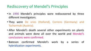 Rediscovery of Mendel’s Principles
• In 1990 Mendel’s principles were rediscovered by three
different investigators.
• They were De vries (Holland), Correns (Germany) and
Tschermak (Austria).
• After Mendel’s death several other experiments on plants
and animals were done all over the world and Mendel’s
conclusions were confirmed.
• Bateson confirmed Mendel’s work by a series of
hybridization experiments.
 