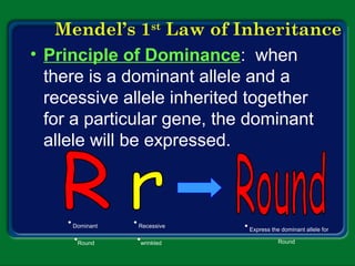 • Principle of Dominance: when
there is a dominant allele and a
recessive allele inherited together
for a particular gene, the dominant
allele will be expressed.
Mendel’s 1st
Law of Inheritance
• Dominant
•Round
• Recessive
•wrinkled
• Express the dominant allele for
Round
 