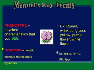 • PHENOTYPE –
physical
characteristics that
you SEE
• Ex. Round,
wrinkled, green,
yellow, purple
flower, white
flower
♦GENOTYPE – genetic
makeup represented
by letters
♦Ex. RR, rr, Rr, Yy,
PP, Ppyy
 
