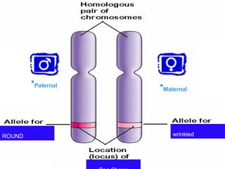 •Paternal •Maternal
wrinkledROUND
 