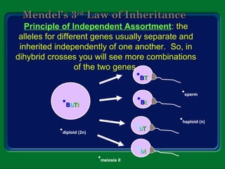 Mendel’s 3Mendel’s 3rdrd
Law of InheritanceLaw of Inheritance
Principle of Independent Assortment: the
alleles for different genes usually separate and
inherited independently of one another. So, in
dihybrid crosses you will see more combinations
of the two genes.
•BBbbTTtt
•diploid (2n)
•sperm
•haploid (n)
•meiosis II
•BBTT
•BBtt
•bbTT
•bbtt
 