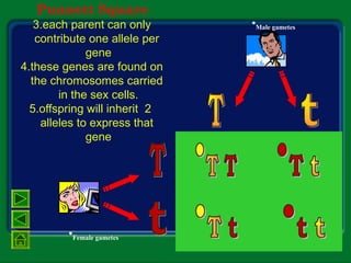 Punnett Square
3.each parent can only
contribute one allele per
gene
4.these genes are found on
the chromosomes carried
in the sex cells.
5.offspring will inherit 2
alleles to express that
gene
•Male gametes
•Female gametes
 