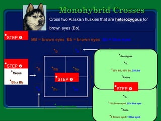 Monohybrid CrossesMonohybrid Crosses
•CrossCross
•Bb x BbBb x Bb
•B •b
•female gametes
•B
•b
•male gametes
•BB
•Bb
•Bb
•bb •Phenotypes
•%
•75% Brown eyed, 25% Blue eyed
•Ratio
•3 Brown eyed: 1 Blue eyed
•Genotypes
•%
•25% BB, 50% Bb, 25% bb
•Ratios
•1BB:2Bb:1bb
•STEP 
•STEP 
•STEP 
•STEP 
BB = brown eyes Bb = brown eyes bb = blue eyes
Cross two Alaskan huskies that are heterozygous for
brown eyes (Bb).
 