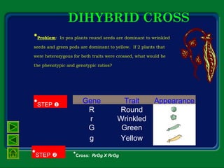 DIHYBRID CROSS
•Problem: In pea plants round seeds are dominant to wrinkled
seeds and green pods are dominant to yellow. If 2 plants that
were heterozygous for both traits were crossed, what would be
the phenotypic and genotypic ratios?
•Cross: RrGg X RrGg
Gene Trait Appearance
R Round
r Wrinkled
G Green
g Yellow
•STEP 
•STEP 
 