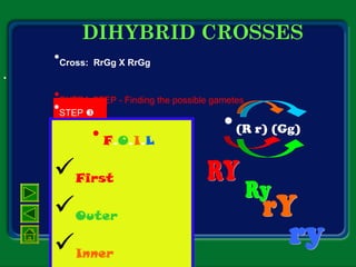DIHYBRID CROSSES
•
•Cross: RrGg X RrGg
•EXTRA STEP - Finding the possible gametes
•(R r) (Gg)
•F.O.I.L
First
Outer
Inner
•STEP 
 