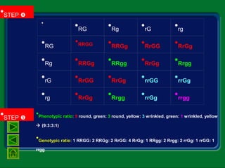 •Phenotypic ratioPhenotypic ratio: 9 round, green: 3 round, yellow: 3 wrinkled, green: 1 wrinkled, yellow
 (9:3:3:1)
• 
•RG •Rg •rG •rg
•RRGg •RrGG •RrGg
•RRGg •RRgg •RrGg •Rrgg
•RrGG •RrGg •rrGG •rrGg
•RG
•Rg
•rG
•rg •RrGg •Rrgg •rrGg •rrgg
•STEP 
•STEP 
•RRGG
•Genotypic ratioGenotypic ratio: 1 RRGG: 2 RRGg: 2 RrGG: 4 RrGg: 1 RRgg: 2 Rrgg: 2 rrGg: 1 rrGG: 1
rrgg
 