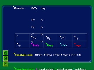 •Gametes: RrYy rryy
RY ry
Ry ry
rY ry
ry ry
•  •RY •Ry •rY •ry
•ry •RrYy •Rryy •rrYy •rryy
•Genotypic ratioGenotypic ratio - 1RrYy : 1 Rryy: 1 rrYy: 1 rryy  (1:1:1:1)
•Phenotypic ratio - 1 round, yellow: 1 round, green: 1 wrinkled,
 