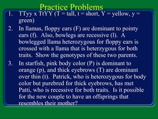 Practice Problems
1. TTyy x TtYY (T = tall, t = short, Y = yellow, y =
green)
2. In llamas, floppy ears (F) are dominant to pointy
ears (f). Also, bowlegs are recessive (l). A
bowlegged llama heterozygous for floppy ears is
crossed with a llama that is heterzygous for both
traits. Show the genotypes of these two parents.
3. In starfish, pink body color (P) is dominant to
orange (p), and thick eyebrows (T) are dominant
over thin (t). Patrick, who is heterozygous for body
color but purebred for thick eyebrows, has met
Patti, who is recessive for both traits. Is it possible
for the new couple to have an offsprings that
resembles their mother?
 