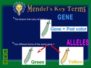 •Two different forms of the same gene =
•The factors that carry all traits =
 