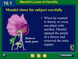 • When he wanted
to breed, or cross,
one plant with
another, Mendel
opened the petals
of a flower and
removed the male
organs.
Remove
male parts
Mendel chose his subject carefully
 
