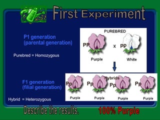 PP pp
Pp Pp Pp Pp
Hybrids
Purebred = Homozygous
Hybrid = Heterozygous
 