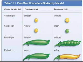Mendel concept of genetics | PPTX