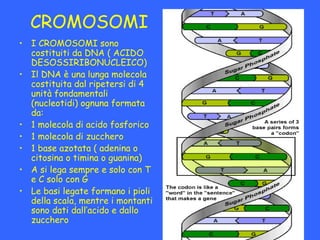 CROMOSOMI
• I CROMOSOMI sono
  costituiti da DNA ( ACIDO
  DESOSSIRIBONUCLEICO)
• Il DNA è una lunga molecola
  costituita...