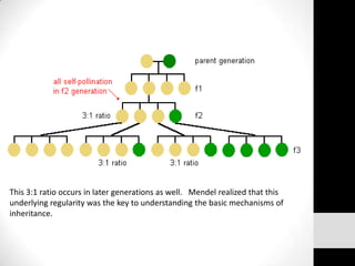 This 3:1 ratio occurs in later generations as well. Mendel realized that this
underlying regularity was the key to understanding the basic mechanisms of
inheritance.

 