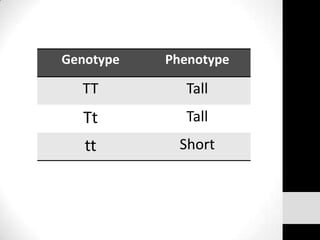 Genotype

Phenotype

TT

Tall

Tt

Tall

tt

Short

 