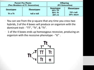 • You can see from the p-square that any time you cross two
hybrids, 3 of the 4 boxes will produce an organism with the
dominant trait - "TT", "Tt", & "Tt”.
• 1 of the 4 boxes ends up homozygous recessive, producing an
organism with the recessive phenotype - "tt” .

 