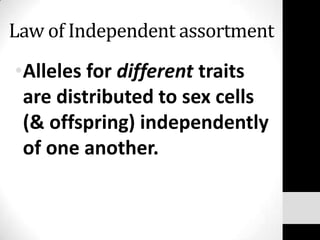 Law of Independent assortment

•Alleles for different traits
are distributed to sex cells
(& offspring) independently
of one another.

 