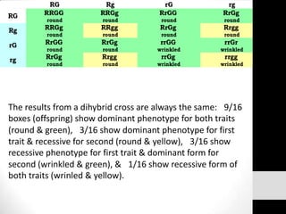 The results from a dihybrid cross are always the same:  9/16
boxes (offspring) show dominant phenotype for both traits
(round & green),  3/16 show dominant phenotype for first
trait & recessive for second (round & yellow),  3/16 show
recessive phenotype for first trait & dominant form for
second (wrinkled & green), &  1/16 show recessive form of
both traits (wrinled & yellow).

 