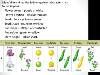 Mendel examined the following seven characteristics
found in peas:
• Flower colour - purple or white
• Flower position - axial or terminal
• Seed colour - yellow or green
• Seed shape - round or wrinkled
• Pod shape - inflated or constricted
• Pod colour - green or yellow
• Stem height - tall or short.

 