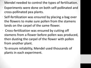 • Mendel needed to control the types of fertilisation.
• Experiments were done on both self-pollinated and
cross-pollinated pea plants.
• Self-fertilization was ensured by placing a bag over
the flowers to make sure pollen from the stamens
lands on the carpel of the same flower.
• Cross-fertilization was ensured by cutting off
stamens from a flower before pollen was produced,
then dusting the carpel of the flower with pollen
from another plant.
• To ensure reliability, Mendel used thousands of
plants in each experiment.

 