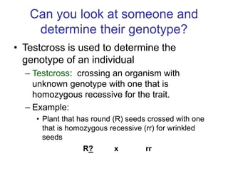 Can you look at someone and
determine their genotype?
• Testcross is used to determine the
genotype of an individual
– Testcross: crossing an organism with
unknown genotype with one that is
homozygous recessive for the trait.
– Example:
• Plant that has round (R) seeds crossed with one
that is homozygous recessive (rr) for wrinkled
seeds
R? x rr
 