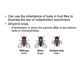• Can use the inheritance of traits in fruit flies to
illustrate the law of independent assortment.
• Dihybrid cross
– A fertilization in which the parents differ in two distinct
traits or characteristics.
 