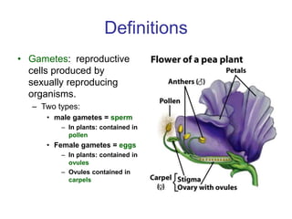 Definitions
• Gametes: reproductive
cells produced by
sexually reproducing
organisms.
– Two types:
• male gametes = sperm
– In plants: contained in
pollen
• Female gametes = eggs
– In plants: contained in
ovules
– Ovules contained in
carpels
 