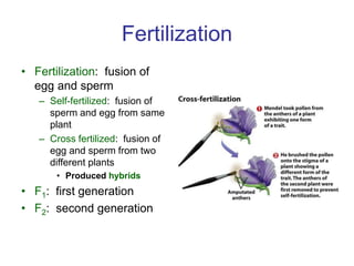 Fertilization
• Fertilization: fusion of
egg and sperm
– Self-fertilized: fusion of
sperm and egg from same
plant
– Cross fertilized: fusion of
egg and sperm from two
different plants
• Produced hybrids
• F1: first generation
• F2: second generation
 
