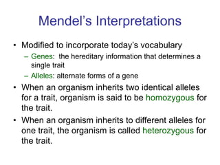 Mendel’s Interpretations
• Modified to incorporate today’s vocabulary
– Genes: the hereditary information that determines a
single trait
– Alleles: alternate forms of a gene
• When an organism inherits two identical alleles
for a trait, organism is said to be homozygous for
the trait.
• When an organism inherits to different alleles for
one trait, the organism is called heterozygous for
the trait.
 