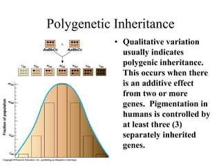 Mendelian-Genetics-1.ppt