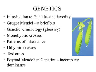 GENETICS
• Introduction to Genetics and heredity
• Gregor Mendel – a brief bio
• Genetic terminology (glossary)
• Monohybrid crosses
• Patterns of inheritance
• Dihybrid crosses
• Test cross
• Beyond Mendelian Genetics – incomplete
dominance
 