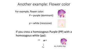 Mendelian-Genetics(Science grade 9).pptx | Genetics | Science