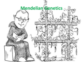 Mendelian Genetics
 