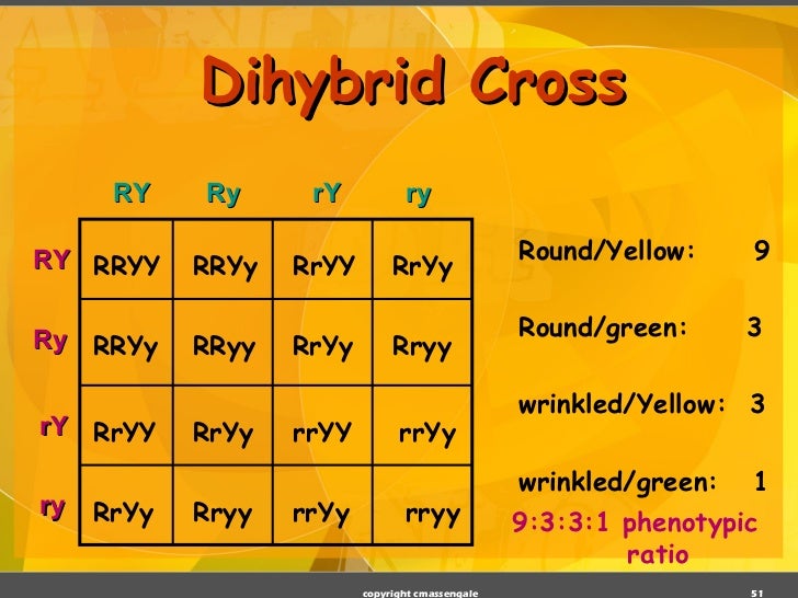 Homozygous And Heterozygous Dihybrid Cross
