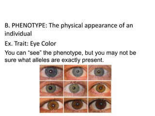 B. PHENOTYPE: The physical appearance of an
individual
Ex. Trait: Eye Color
You can “see” the phenotype, but you may not be
sure what alleles are exactly present.
 
