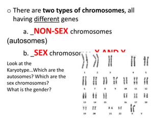 o There are two types of chromosomes, all
  having different genes
     a. _NON-SEX chromosomes
(autosomes)
      b. _SEX chromosomes: X AND Y
Look at the
Karyotype…Which are the
autosomes? Which are the
sex chromosomes?
What is the gender?
 