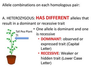 Allele combinations on each homologous pair:


A. HETEROZYGOUS: HAS DIFFERENT alleles that
result in a dominant or recessive trait
                        • One allele is dominant and one
         Tall Pea Plant
         Tt               is recessive
                           • DOMINANT: observed or
                              expressed trait (Capital
                         Letter)
                       • RECESSIVE: Weaker or
                         hidden trait (Lower Case
                         Letter)
 
