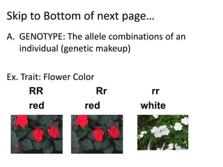 Skip to Bottom of next page…
A. GENOTYPE: The allele combinations of an
   individual (genetic makeup)

Ex. Trait: Flower Color
      RR                Rr       rr
      red            red       white
 