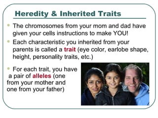 Mendelian Genetics | PPT