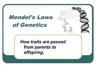 Mendel's Laws
 of Genetics

   How traits are passed
    from parents to
    offspring.
 
