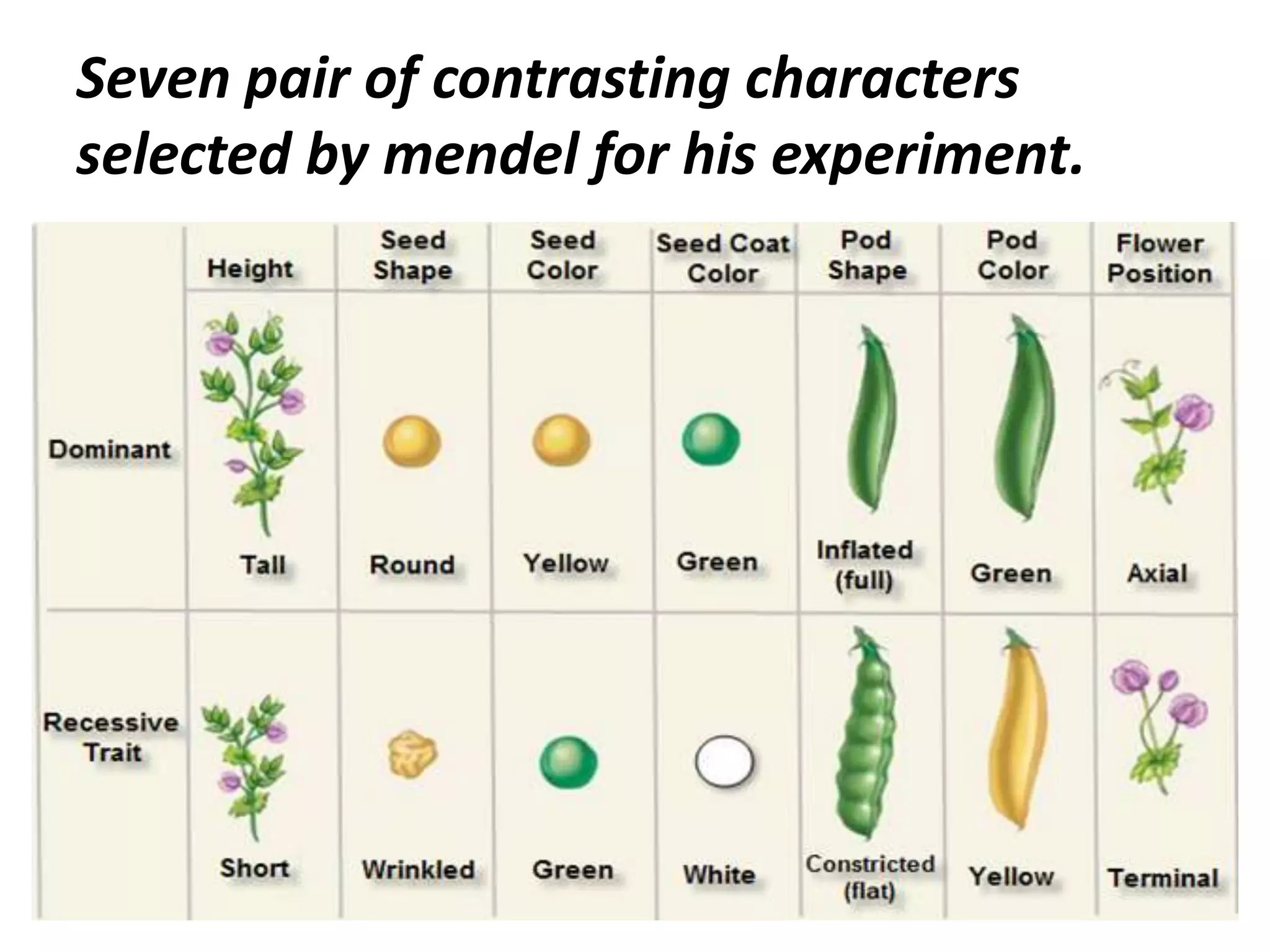 Seven pair of contrasting characters
selected by mendel for his experiment.

 