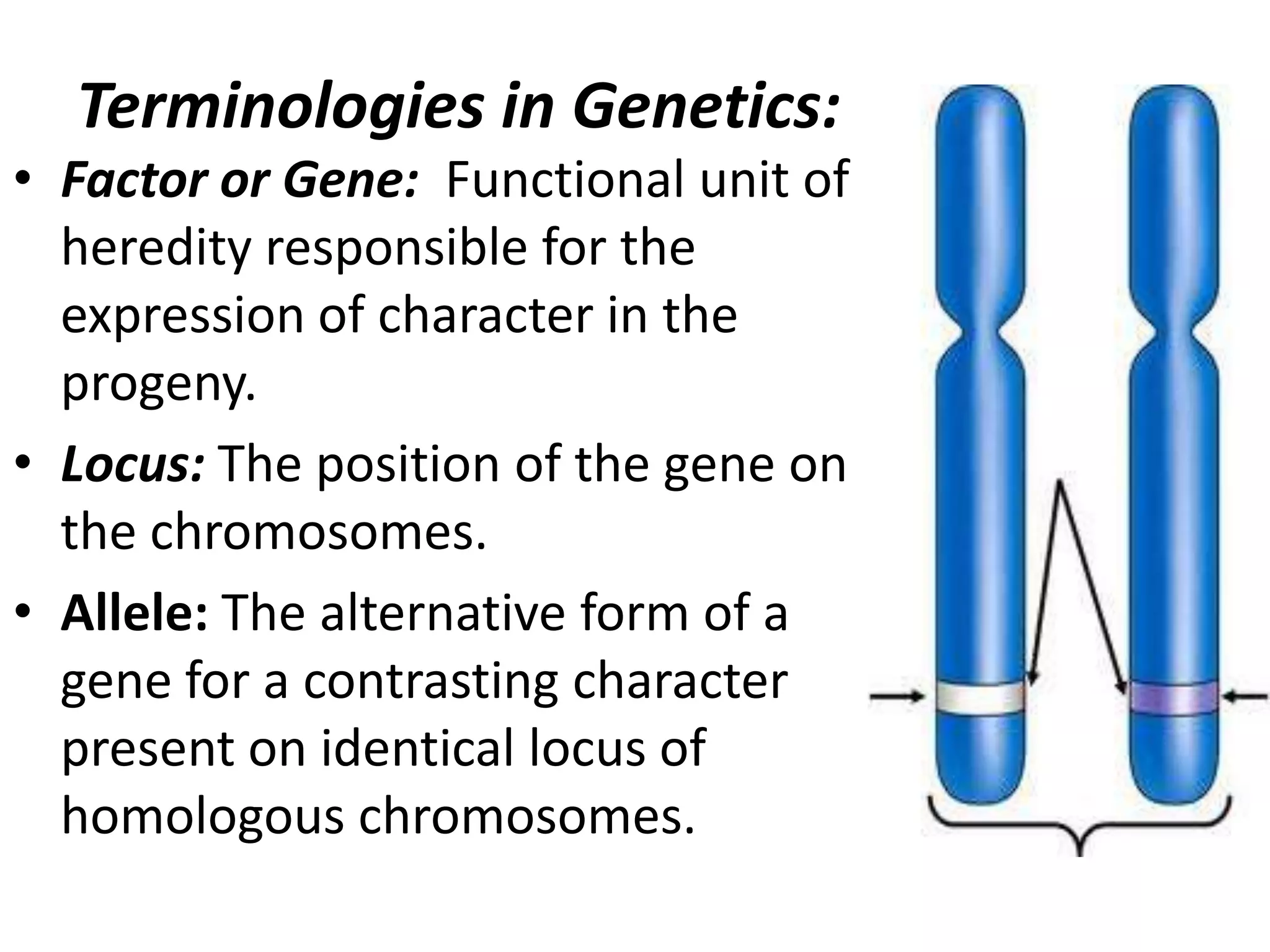 Terminologies in Genetics:
• Factor or Gene: Functional unit of
heredity responsible for the
expression of character in the
progeny.
• Locus: The position of the gene on
the chromosomes.
• Allele: The alternative form of a
gene for a contrasting character
present on identical locus of
homologous chromosomes.

 