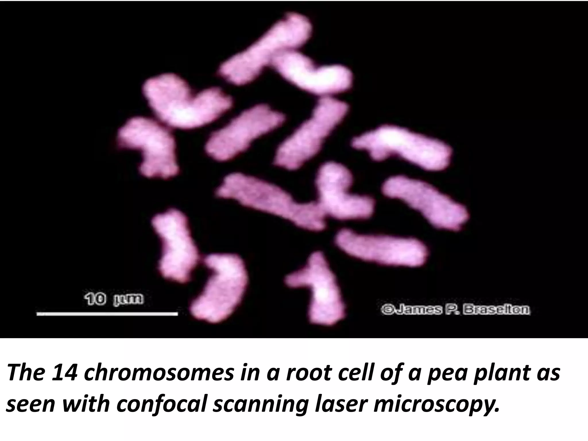 The 14 chromosomes in a root cell of a pea plant as
seen with confocal scanning laser microscopy.

 