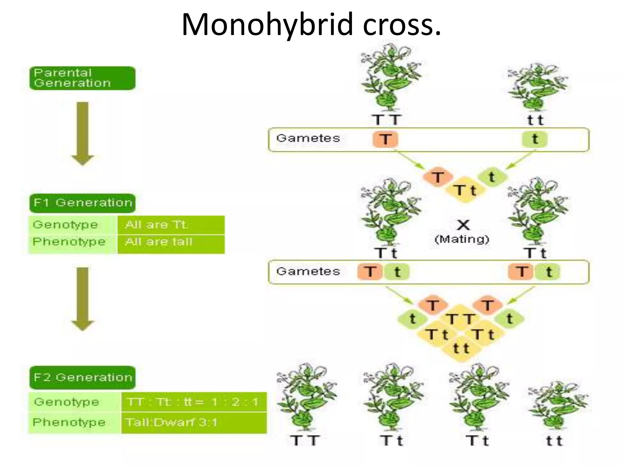 Monohybrid cross.

 